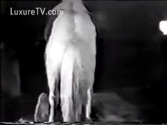 A big horse screwed a horny wench.